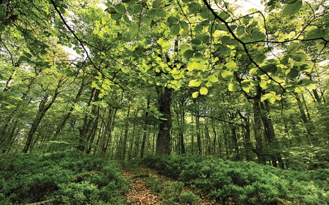 Beech woods at Saja Besaya